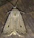 White Cutworm Moth - Hodges#10715 - photo 2