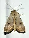 White Cutworm Moth - Hodges#10715 - photo 3