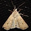 White Cutworm Moth - Hodges#10715 - photo 4