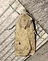 White Cutworm Moth - Hodges#10715 - photo 5