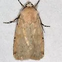 Euxoa scotogrammoides - Hodges#10746 - Euxoa scotogrammoides