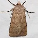 Euxoa scotogrammoides - Hodges#10746 - photo 2