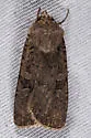 Euxoa septentrionalis - Hodges#10739 - photo 2