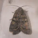 Euxoa septentrionalis - Hodges#10739 - photo 3