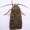 Euxoa septentrionalis - Hodges#10739 - photo 4