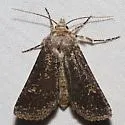 Euxoa serotina - Hodges#10771 - photo 2
