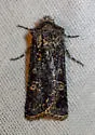 Euxoa serotina - Hodges#10771 - photo 4