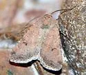 Euxoa serricornis - Hodges#10744 - Euxoa serricornis