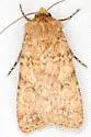 Euxoa serricornis - Hodges#10744 - photo 2