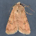 Euxoa serricornis - Hodges#10744 - photo 4
