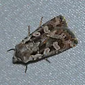 Slave Dart - Hodges#10854 - Euxoa servitus