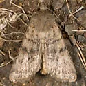 Euxoa setonia - Hodges#10794 - Euxoa setonia