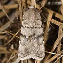 Euxoa setonia - Hodges#10794 - photo 2