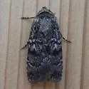 Euxoa setonia - Hodges#10794 - photo 3