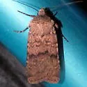 Euxoa setonia - Hodges#10794 - photo 5