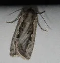 Silent Dart - Hodges#10751 - photo 3