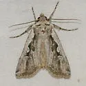 Silent Dart - Hodges#10751 - photo 4