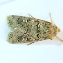 Euxoa simulata - Hodges#10754 - Euxoa simulata
