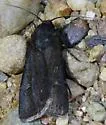 Euxoa stigmatalis - Hodges#10764
