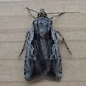 Euxoa subandera - Hodges#10820.1 - photo 2