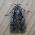 Euxoa subandera - Hodges#10820.1 - photo 3