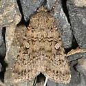 Euxoa terrenus - Hodges#10742 - Euxoa terrenus