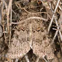 Euxoa terrenus - Hodges#10742 - photo 2