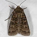 Euxoa terrenus - Hodges#10742 - photo 3