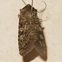 Euxoa terrenus - Hodges#10742 - photo 4