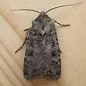 Euxoa terrenus - Hodges#10742 - photo 5