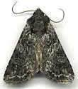 Tessellate Dart - Hodges#10805 - photo 2