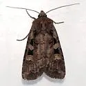 Tessellate Dart - Hodges#10805 - photo 3