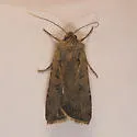Euxoa trifasciata - Hodges#10717