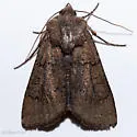 Euxoa trifasciata - Hodges#10717 - photo 2