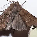 Euxoa trifasciata - Hodges#10717 - photo 4