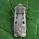 Euxoa tristicula - Hodges#10723 - Euxoa tristicula