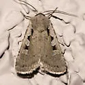 Euxoa tristicula - Hodges#10723 - photo 2
