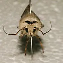 Euxoa tristicula - Hodges#10723 - photo 3