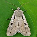Euxoa tristicula - Hodges#10723 - photo 4