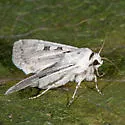 Euxoa tristicula - Hodges#10723 - photo 5
