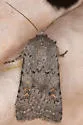 Euxoa vallus - Hodges#10709 - Euxoa vallus