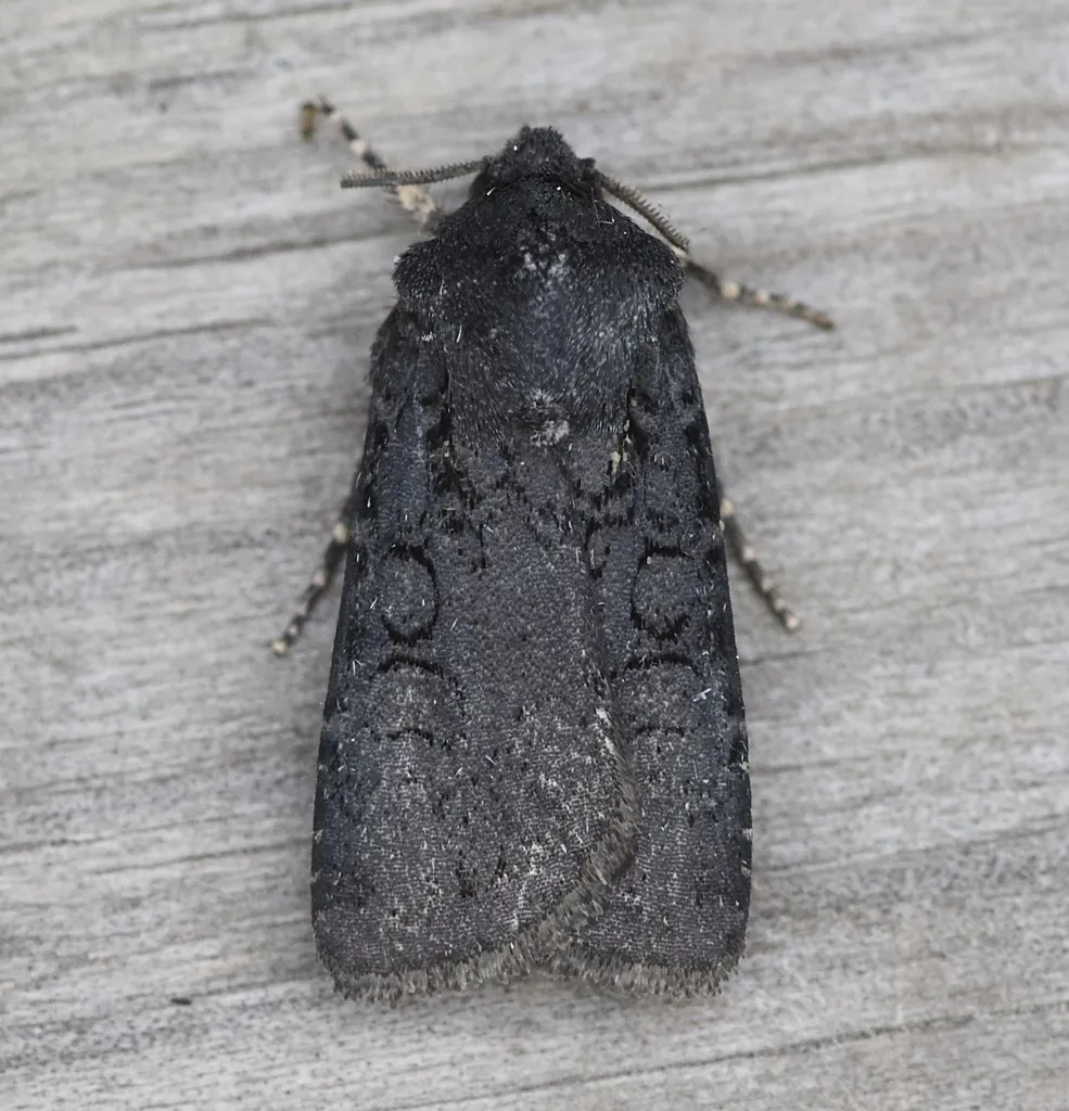 Fleece-winged Dart - Hodges#10803 - photo 2