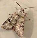 Euxoa vetusta - Hodges#10724 - Euxoa vetusta