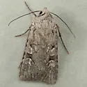 Euxoa vetusta - Hodges#10724 - photo 2