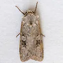 Euxoa vetusta - Hodges#10724 - photo 3