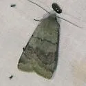 Violet Dart Moth - Hodges#10810