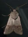 Violet Dart Moth - Hodges#10810 - photo 2