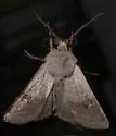 Violet Dart Moth - Hodges#10810 - photo 3