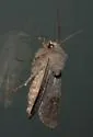 Violet Dart Moth - Hodges#10810 - photo 4