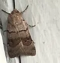 Violet Dart Moth - Hodges#10810 - photo 5